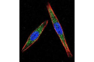 Confocal immunofluorescent analysis of LCK Antibody (N-term) (ABIN392101 and ABIN2841855) with  cell followed by Alexa Fluor 488-conjugated goat anti-rabbit lgG (green). (LCK 抗体  (N-Term))