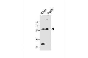 All lanes : Anti-FADS2 Antibody (N-term) at 1:1000 dilution Lane 1: H. (FADS2 抗体  (N-Term))