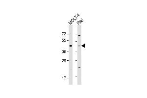All lanes : Anti-CD24 Antibody (Center) at 1:1000-1:2000 dilution Lane 1: MOLT-4 whole cell lysate Lane 2: Raji whole cell lysate Lysates/proteins at 20 μg per lane. (CD24 抗体  (AA 17-38))