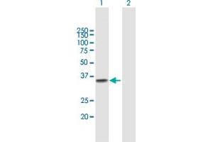 Western Blot analysis of TREX1 expression in transfected 293T cell line by TREX1 MaxPab polyclonal antibody. (TREX1 抗体  (AA 1-304))