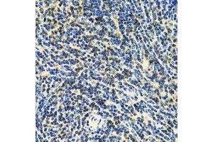 Immunohistochemistry of paraffin-embedded rat spleen using CD3E antibody.