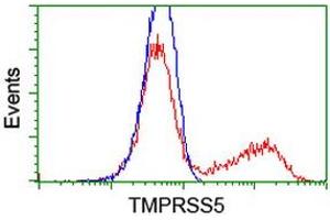 HEK293T cells transfected with either RC223774 overexpress plasmid (Red) or empty vector control plasmid (Blue) were immunostained by anti-TMPRSS5 antibody (ABIN2454958), and then analyzed by flow cytometry. (TMPRSS5 抗体)