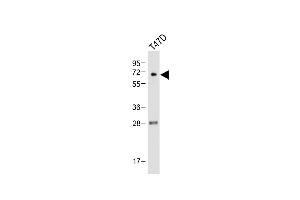 Western Blotting (WB) image for anti-Calcium/calmodulin-Dependent Protein Kinase II gamma (CAMK2G) (AA 309-338), (C-Term) antibody (ABIN391313)