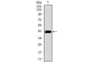 Western blot analysis using CDX2 mAb against human CDX2 (AA: 176-303) recombinant protein. (CDX2 抗体  (AA 176-303))
