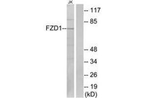 Western blot analysis of extracts from Jurkat cells, using FZD1 Antibody. (FZD1 抗体  (AA 16-65))