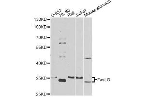 Western blot analysis of extracts of various cell lines, using FASLG antibody. (FASL 抗体)