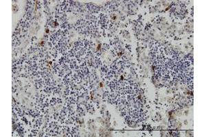Image no. 1 for anti-Tryptase alpha/beta 1 (TPSAB1) (AA 1-275) antibody (ABIN466111) (TPSAB1 抗体  (AA 1-275))