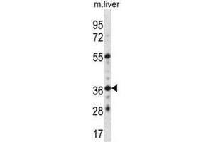 GPER Antibody (C-term) western blot analysis in mouse liver tissue lysates (35µg/lane). (GPER 抗体  (C-Term))
