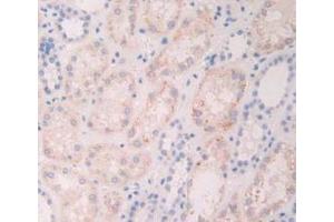 IHC-P analysis of Human Kidney Tissue, with DAB staining. (FGF19 抗体  (AA 4-216))