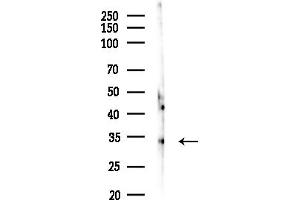 Western blot analysis of lysates from COLO205 cells, using OR51 Antibody at 1/1000 dilution.