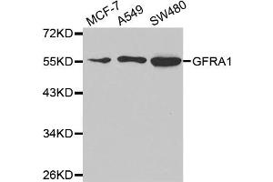 Western Blotting (WB) image for anti-GDNF Family Receptor alpha 1 (GFRA1) antibody (ABIN1876561) (GFRA1 抗体)