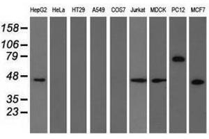 Image no. 3 for anti-Tripartite Motif Containing 2 (TRIM2) (AA 1-100), (AA 645-744) antibody (ABIN1490544) (TRIM2 抗体  (AA 1-100, AA 645-744))