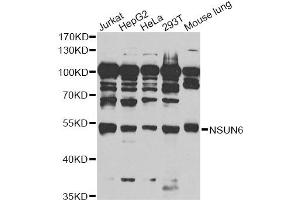 Western blot analysis of extracts of various cell lines, using NSUN6 antibody (ABIN6293413) at 1:1000 dilution. (NSUN6 抗体)