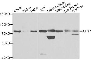 Western blot analysis of extracts of various cell lines, using ATG7 antibody.