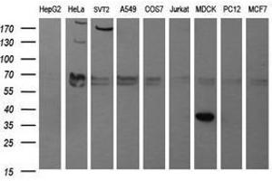 Image no. 1 for anti-Synaptophysin (SYP) antibody (ABIN1501259) (Synaptophysin 抗体)