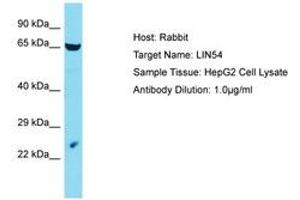 Image no. 1 for anti-Lin-54 Homolog (LIN54) (C-Term) antibody (ABIN6750578) (LIN54 抗体  (C-Term))