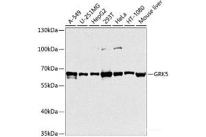 Western blot analysis of extracts of various cell lines using GRK5 Polyclonal Antibody at dilution of 1:1000. (GRK5 抗体)