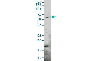 PSMC3 MaxPab polyclonal antibody. (PSMC3 抗体  (AA 1-439))