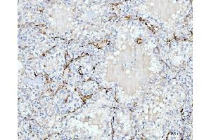 IHC analysis of FABP4 using anti-FABP4 antibody (ABIN7603145).