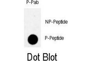 Dot Blot (DB) image for anti-Myelin Transcription Factor 1 (MYT1) (pThr495) antibody (ABIN3001766) (MYT1 抗体  (pThr495))