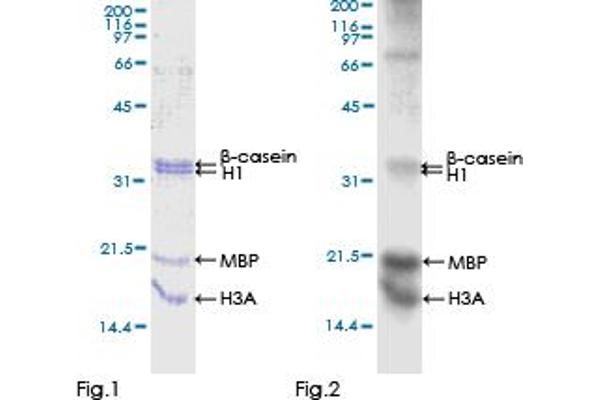 CDK18 Protein (AA 1-472) (GST tag)