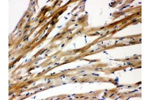 Immunohistochemistry (IHC) image for anti-Presenilin 2 (Alzheimer Disease 4) (PSEN2) (N-Term) antibody (ABIN3032302)