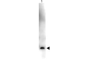 Western Blot showing detection of Recombinant Human VEGF-165. (VEGF 抗体  (HRP))