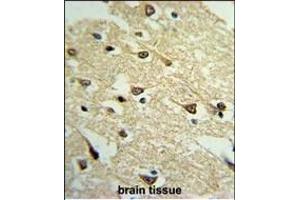 Formalin-fixed and paraffin-embedded mouse brain tissue reacted with ADCY8 Antibody (Center), which was peroxidase-conjugated to the secondary antibody, followed by DAB staining. (ADCY8 抗体  (AA 946-972))