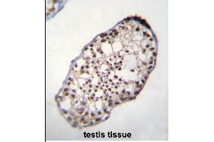 TSGA10IP Antibody (C-term) (ABIN655354 and ABIN2844913) immunohistochemistry analysis in formalin fixed and paraffin embedded human testis tissue followed by peroxidase conjugation of the secondary antibody and DAB staining. (TSGA10IP 抗体  (C-Term))