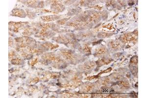 Immunoperoxidase of monoclonal antibody to GBP1 on formalin-fixed paraffin-embedded human pancreas. (GBP1 抗体  (AA 1-592))