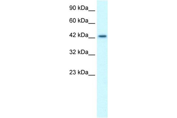 LHX3 抗体  (Middle Region)