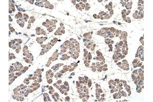 GCDH antibody was used for immunohistochemistry at a concentration of 4-8 ug/ml to stain Skeletal muscle cells (arrows) in Human Muscle. (GCDH 抗体  (C-Term))