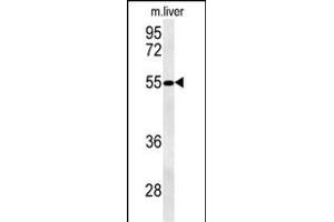 NL3 Antibody (N-term) (ABIN651514 and ABIN2840273) western blot analysis in mouse liver tissue lysates (35 μg/lane). (NIPAL3 抗体  (N-Term))