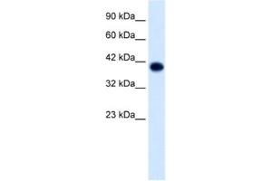 Western Blotting (WB) image for anti-Transcription Factor AP-4 (Activating Enhancer Binding Protein 4) (TFAP4) antibody (ABIN2460730) (TFAP4 抗体)