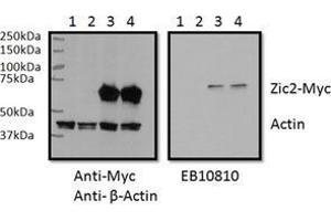 RWPE1 lysate (60 µg protein in RIPA buffer) overexpressing Human ZIC2 with C-terminal MYC tag probed with ZIC2 Antibody  (0. (ZIC2 抗体  (C-Term))