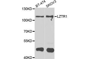 Western blot analysis of extracts of various cell lines, using LZTR1 antibody (ABIN4904276) at 1:1000 dilution. (LZTR1 抗体)