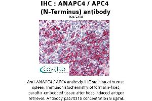 Image no. 2 for anti-Anaphase Promoting Complex Subunit 4 (ANAPC4) (N-Term) antibody (ABIN1731762)