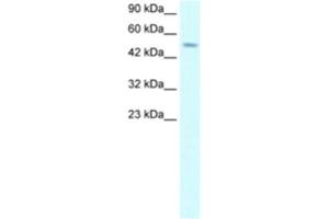 Western Blotting (WB) image for anti-Transcription Factor AP-2 delta (Activating Enhancer Binding Protein 2 Delta) (TFAP2D) antibody (ABIN2460165)