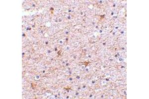 Immunohistochemistry of TMED10 in human brain tissue with TMED10 polyclonal antibody  at 2. (TMED10 抗体  (C-Term))