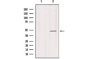 Western Blotting (WB) image for anti-Perilipin 3 (PLIN3) antibody (ABIN6265587)