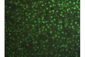 Immunofluorescence (IF) image for anti-Histone 3 (H3) (AA 1-136) antibody (ABIN7439303)