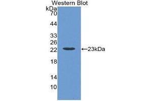 Western Blotting (WB) image for anti-Interferon alpha (IFNA) (AA 24-192) antibody (ABIN1078210) (IFNA 抗体  (AA 24-192))