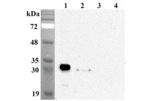 Western blot analysis using anti-NQO1 (human), mAb (Skiny-1)  at 1:5'000 dilution. (NQO1 抗体)