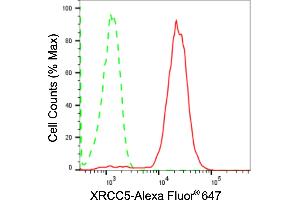 anti-X-Ray Repair Cross Complementing 5 antibody