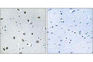 Immunohistochemistry analysis of paraffin-embedded human brain tissue, using NXPH4 Antibody. (Neurexophilin 4 抗体  (AA 216-265))