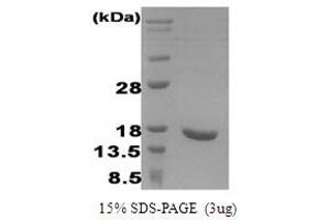 Interferon, alpha 2 (IFNA2) (AA 24-188) (Active) protein