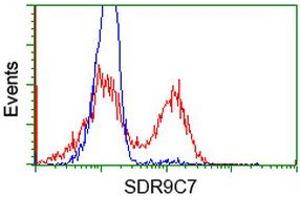 Image no. 3 for anti-Short Chain Dehydrogenase/reductase Family 9C, Member 7 (SDR9C7) antibody (ABIN1500845) (SDR9C7 抗体)