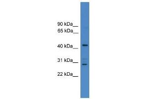 ARMC8 antibody used at 0. (ARMC8 抗体  (N-Term))