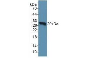 Western Blotting (WB) image for anti-Torsin Family 1, Member A (Torsin A) (TOR1A) (AA 33-321) antibody (ABIN7443317)