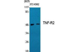 Western Blotting (WB) image for anti-Tumor Necrosis Factor Receptor Superfamily, Member 1B (TNFRSF1B) (C-Term) antibody (ABIN3187295) (TNFRSF1B 抗体  (C-Term))